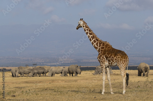 Giraffe mit Nashoerner