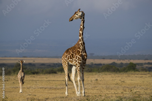 Giraffe mit ihrem Jungem