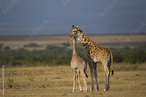Giraffe mit ihrem Jungem