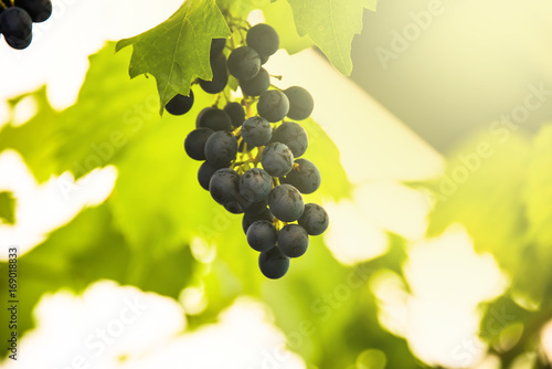 grapes with green leaves on the vine by sunset