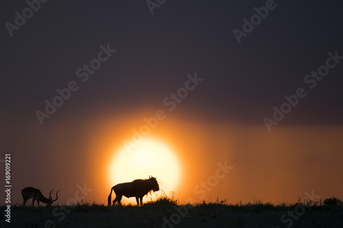 Gnu im Sonnenuntergang