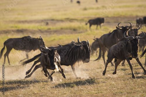 Gnus am Kaempfen