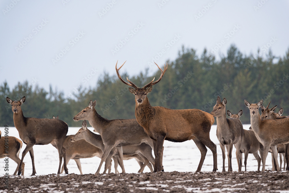 Fototapeta premium Small Herd Of Reindeer (Red Deer) On The Move And One Adult Buck With Large Antlers Standing Still And Looking At You. Adult Red Deer (Cervus Elaphus ) Surrounded By Herd,Highlighted By Depth Of Focus