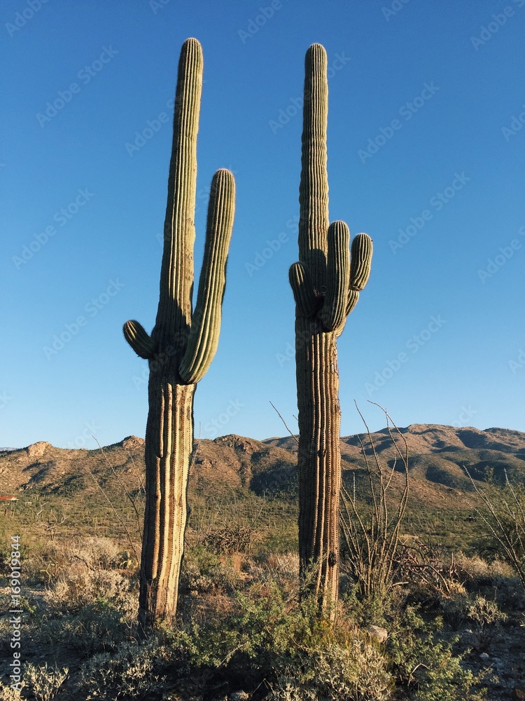 Beautiful Glowing Light in an Arid Desert Beautiful Glowing Light in an Arid Desert