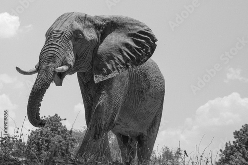 Elephant Wrinkles photo