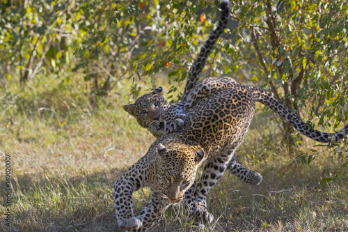 Junge Leoparden spielen