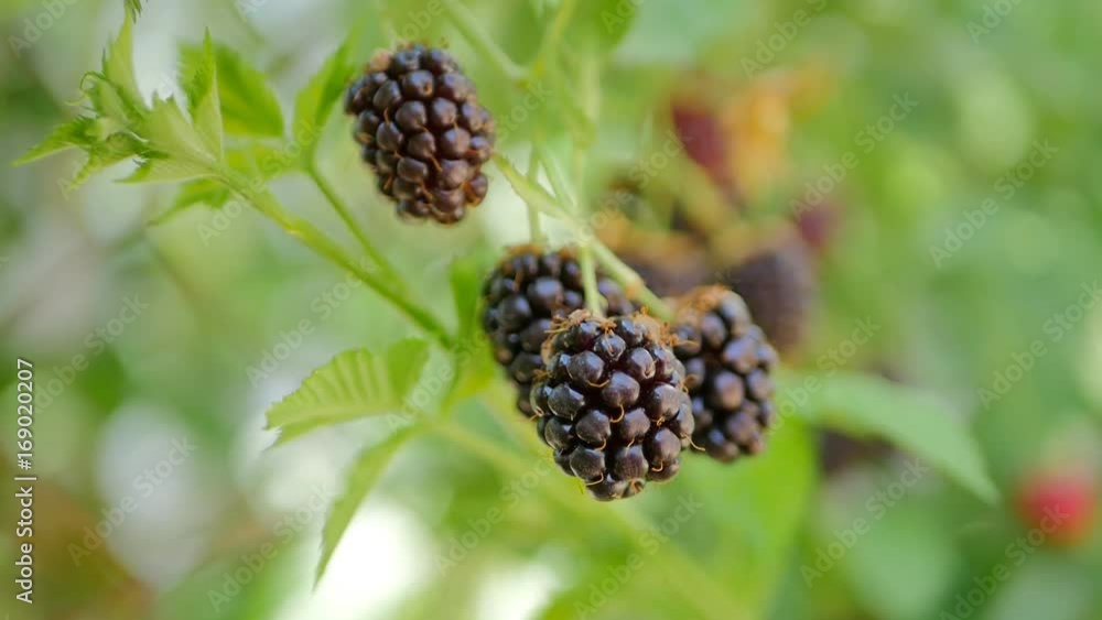 Ripe blackberries close up Ripe blackberries close up