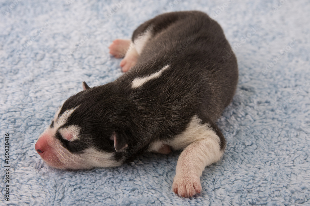 Husky Welpe liegt in Bastkorb mit kuscheliger Hundedecke Husky Welpe liegt in Bastkorb mit kuscheliger Hundedecke