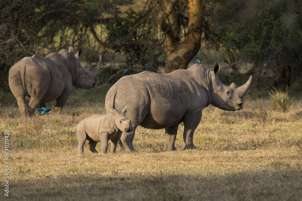 Obraz premium Nashorn mit Jungtier