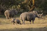 Nashorn mit Jungtier
