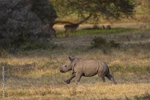 Junges Nashorn rennt