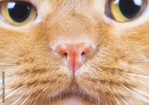 Animal's eye Red-headed cat background 