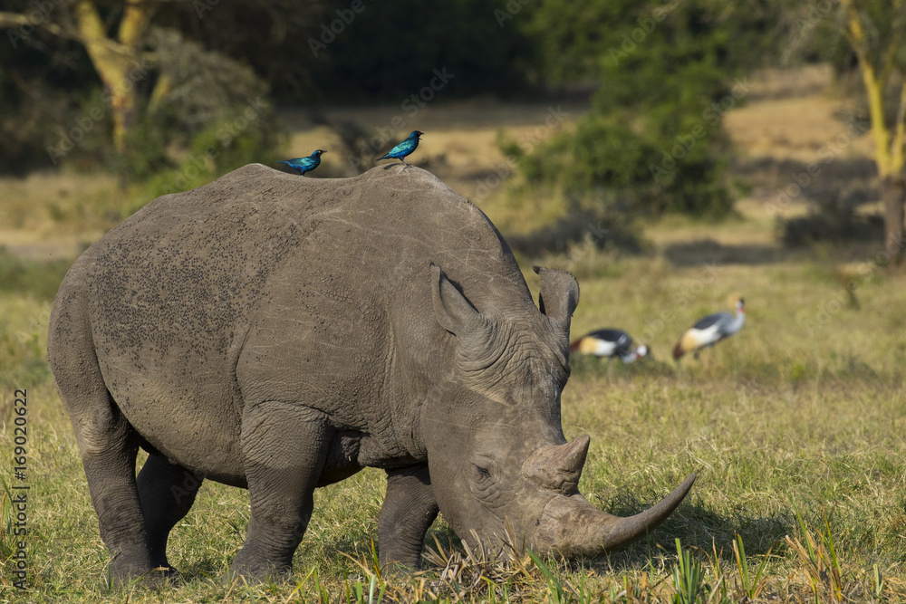 Fototapeta premium Nashorn bei der Nahrungsaufnahme
