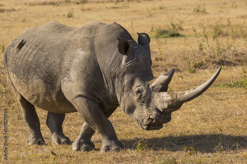 Nashorn durchstreift die Savanne