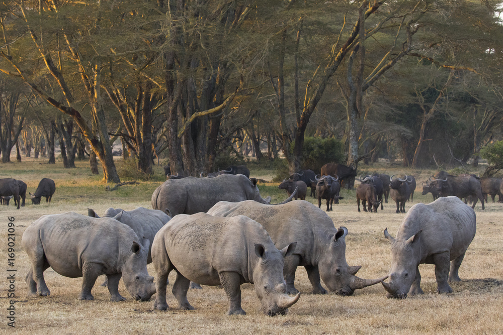Fototapeta premium Nashoerner bei der Nahrungsaufnahme