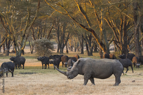 Nashorn mit Bueffelherde