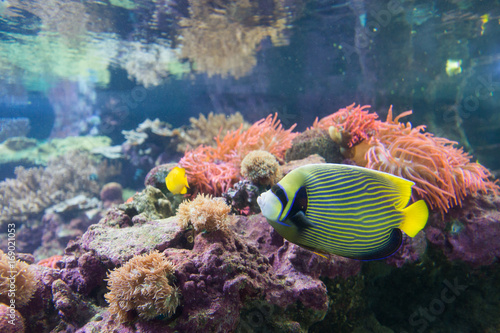 Barriera corallina con pesci tropicale