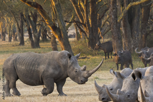 Nashorn mit Bueffelherde