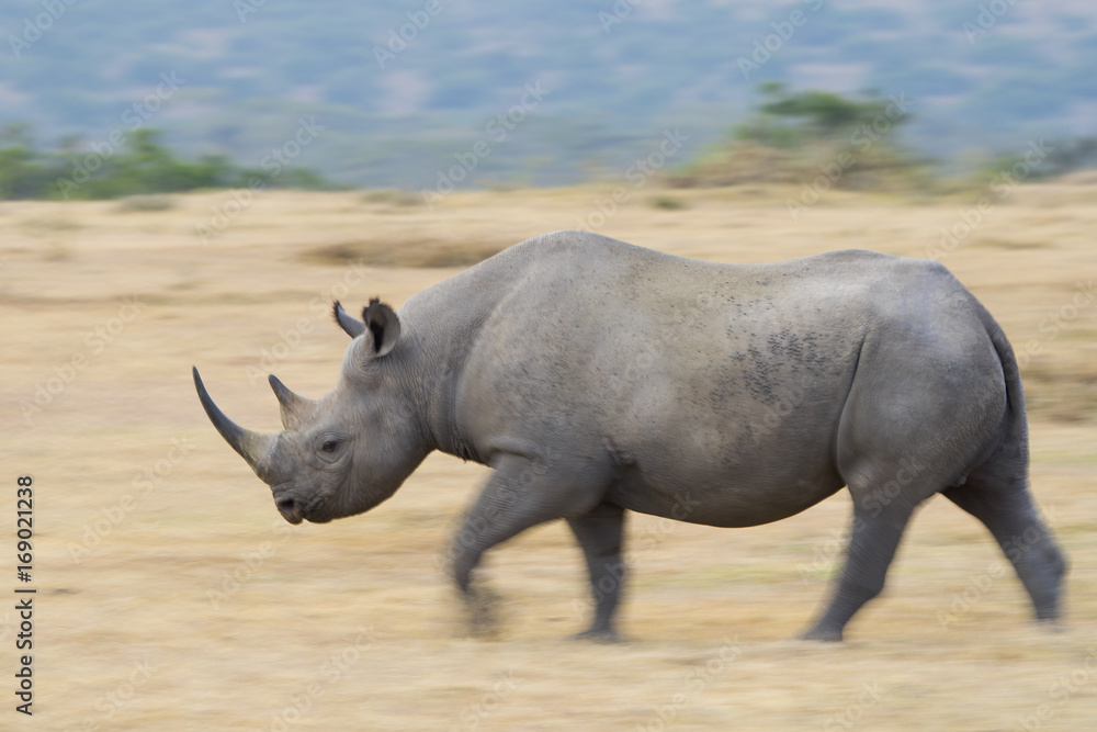 Nashorn rennt Stock Photo | Adobe Stock
