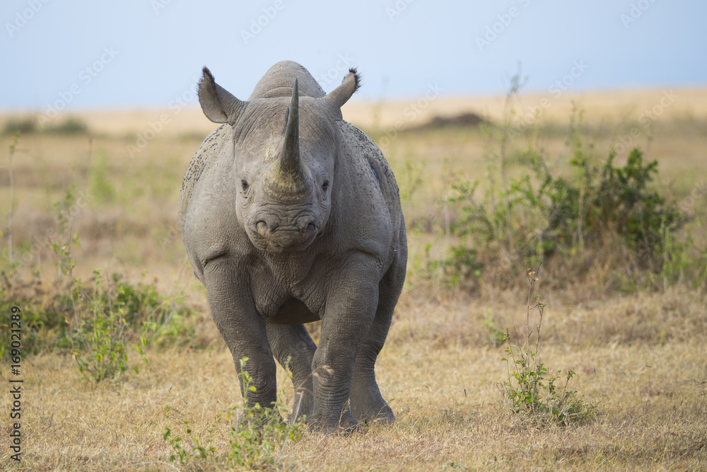 Nashorn wittert Gefahr Nashorn wittert Gefahr