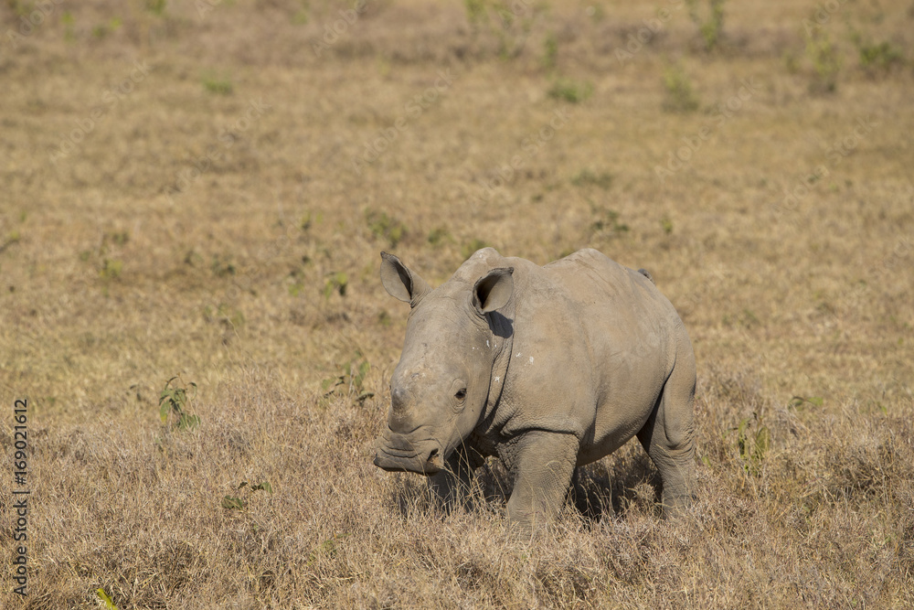 Junges Nashorn Junges Nashorn
