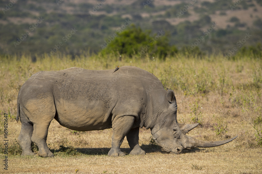 Nashorn bei der Nahrungsaufnahme Nashorn bei der Nahrungsaufnahme