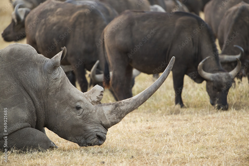 Fototapeta premium Nashorn mit Bueffelherde