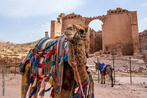 Arab camels in the ancient city of Petra, Jordan photo