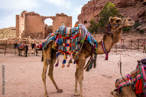 Arab camels in the ancient city of Petra, Jordan