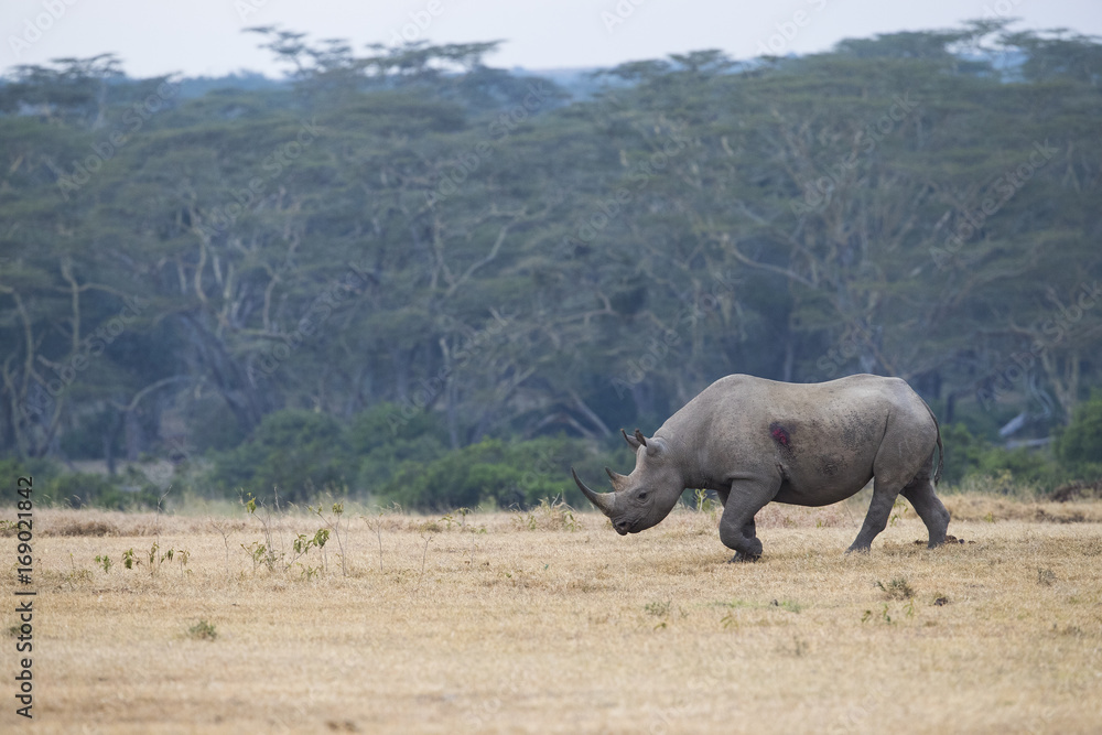 Nashorn durchstreift den Buschwald Nashorn durchstreift den Buschwald