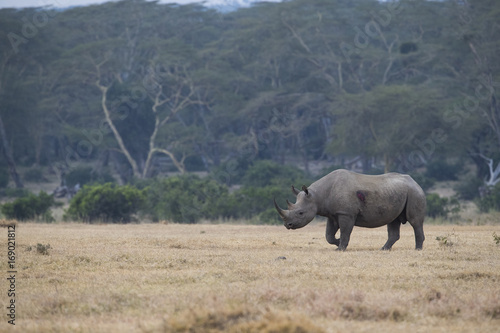 Nashorn durchstreift den Buschwald
