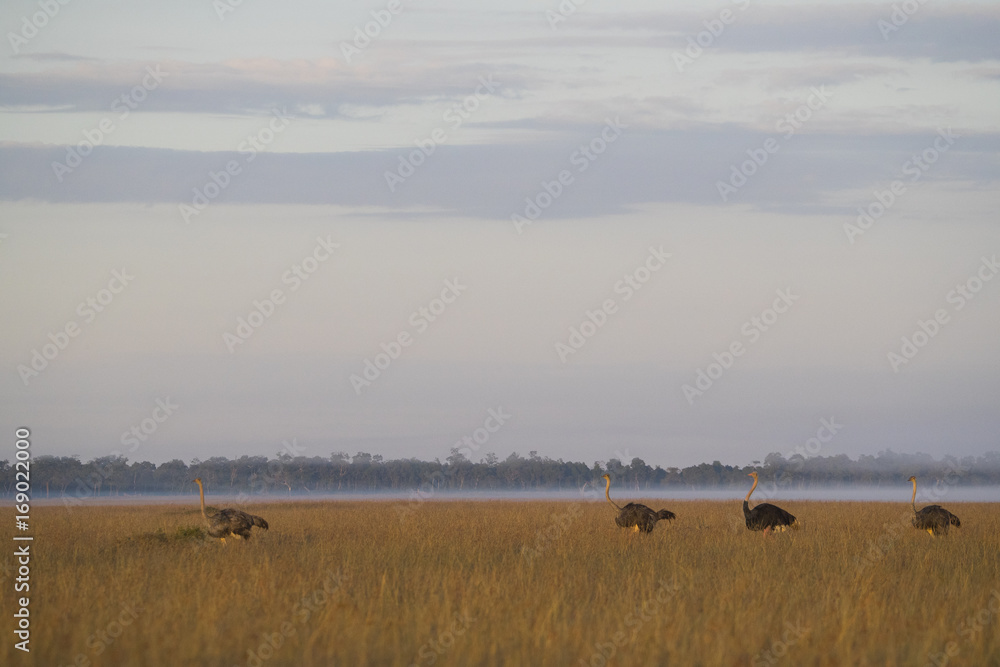 Fototapeta premium Strausse durchstreifen die Savanne