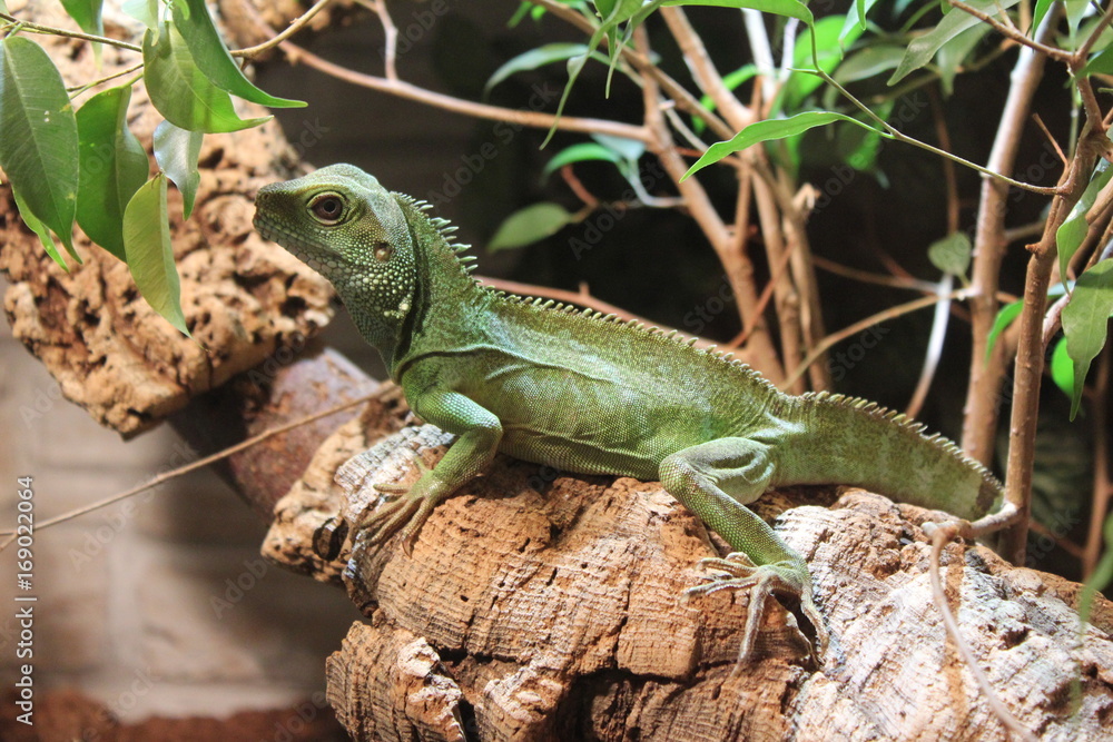 Reptilienzoo Allgäu, Füssen - Autriche Reptilienzoo Allgäu, Füssen - Autriche