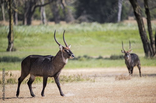 Wasserbock durchstreift den Buschwald