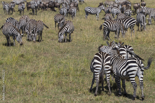 Zebras bei der Nahrungsaufnahme © aussieanouk