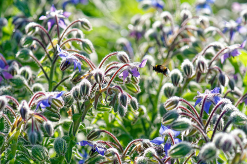 Quadro em tela Borage Borago officinalis also known as Starflower with flying bumblebee in back