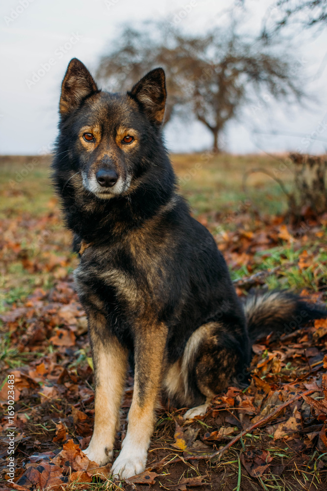 Mongrel wolf Mongrel wolf