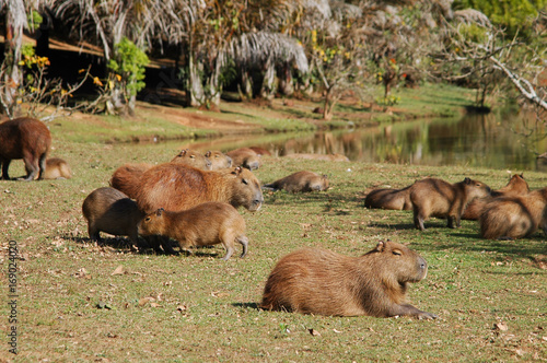 young capybaras feeding from mom capybara © marcos