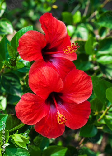 Red hibiscus flowers