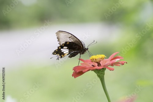 Lime Butterfly sucking nectar from zinnia flowers .