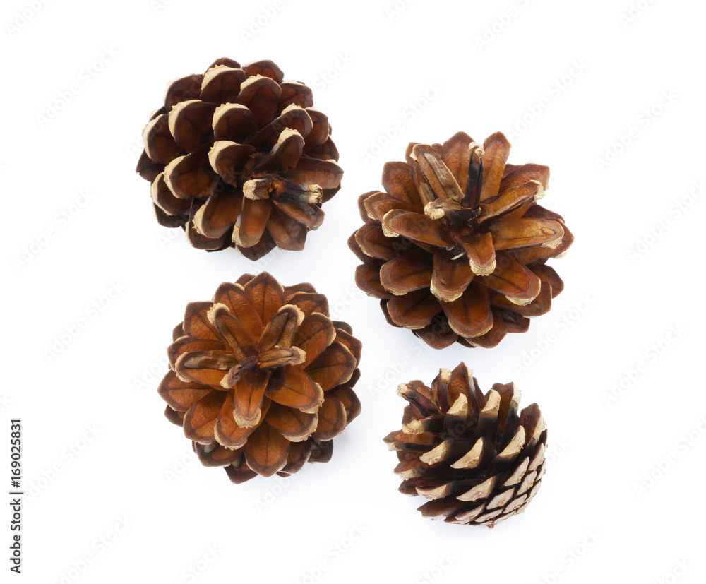 Cone pine isolated on a white background Cone pine isolated on a white background