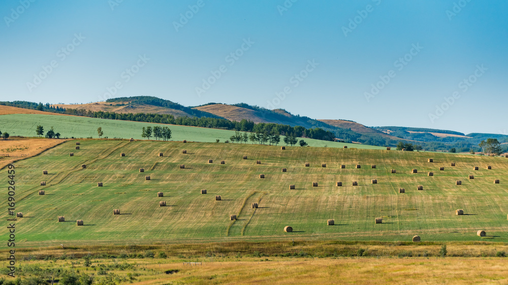 Fototapeta premium Farmland