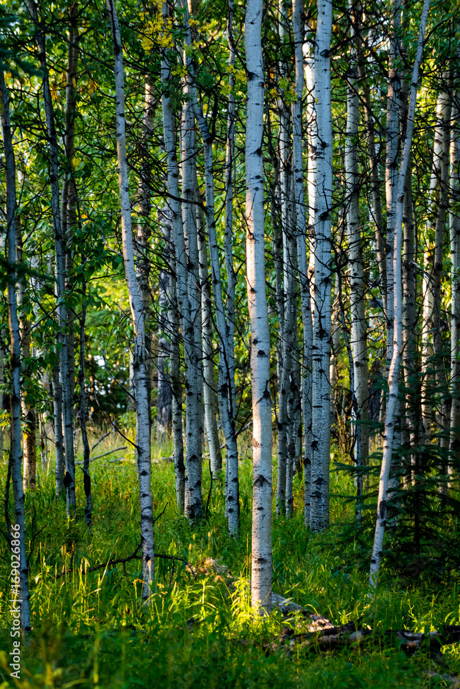 Naklejka premium Birch Trees