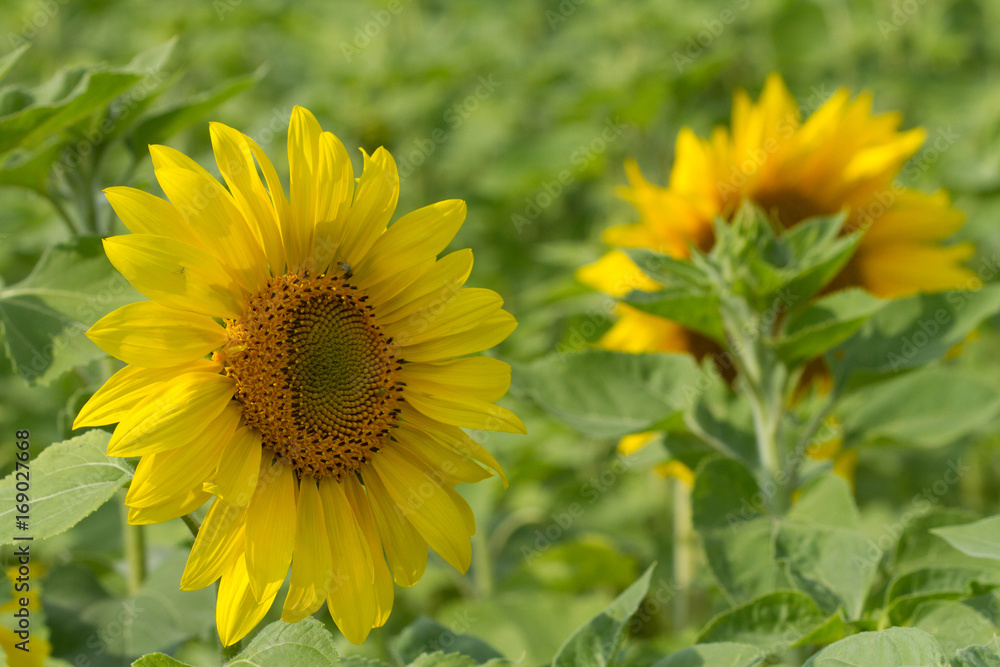 Green field of sunflowers and one yellow in front Green field of sunflowers and one yellow in front