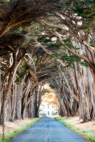Cypress Tree Tunnel at sunset