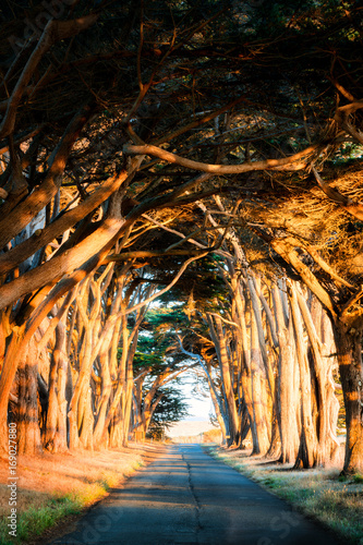 Cypress Tree Tunnel at sunset