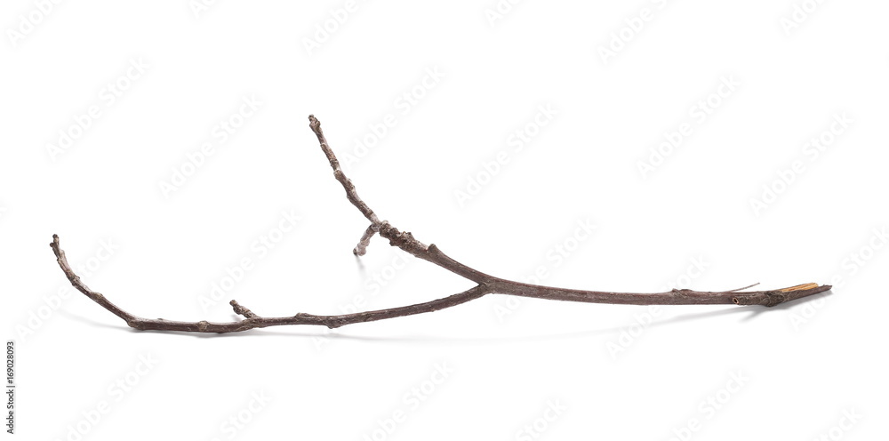 dry rotten branch isolated on white background