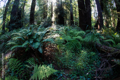 Ferns and Redwood Trees in Northern California Forest