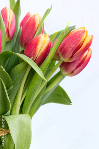 Close Up Red Spring Tulips