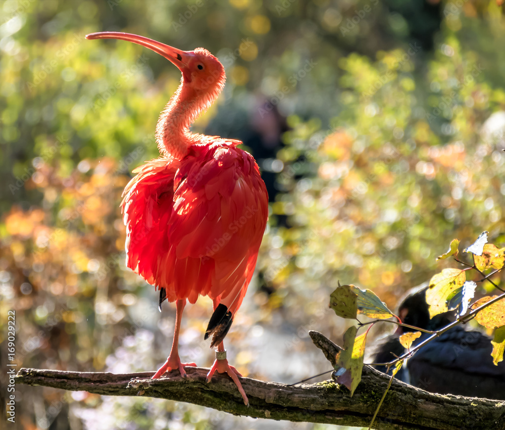 Naklejka premium Scharlachsichler - Roter Sichler - Eudocimus ruber